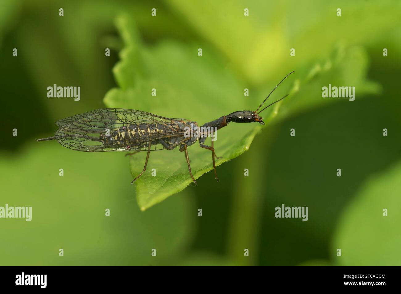 Natural selective focus closeup on a bizarre looking snake fly, Subilla confinis, sitting on a green leaf Stock Photo