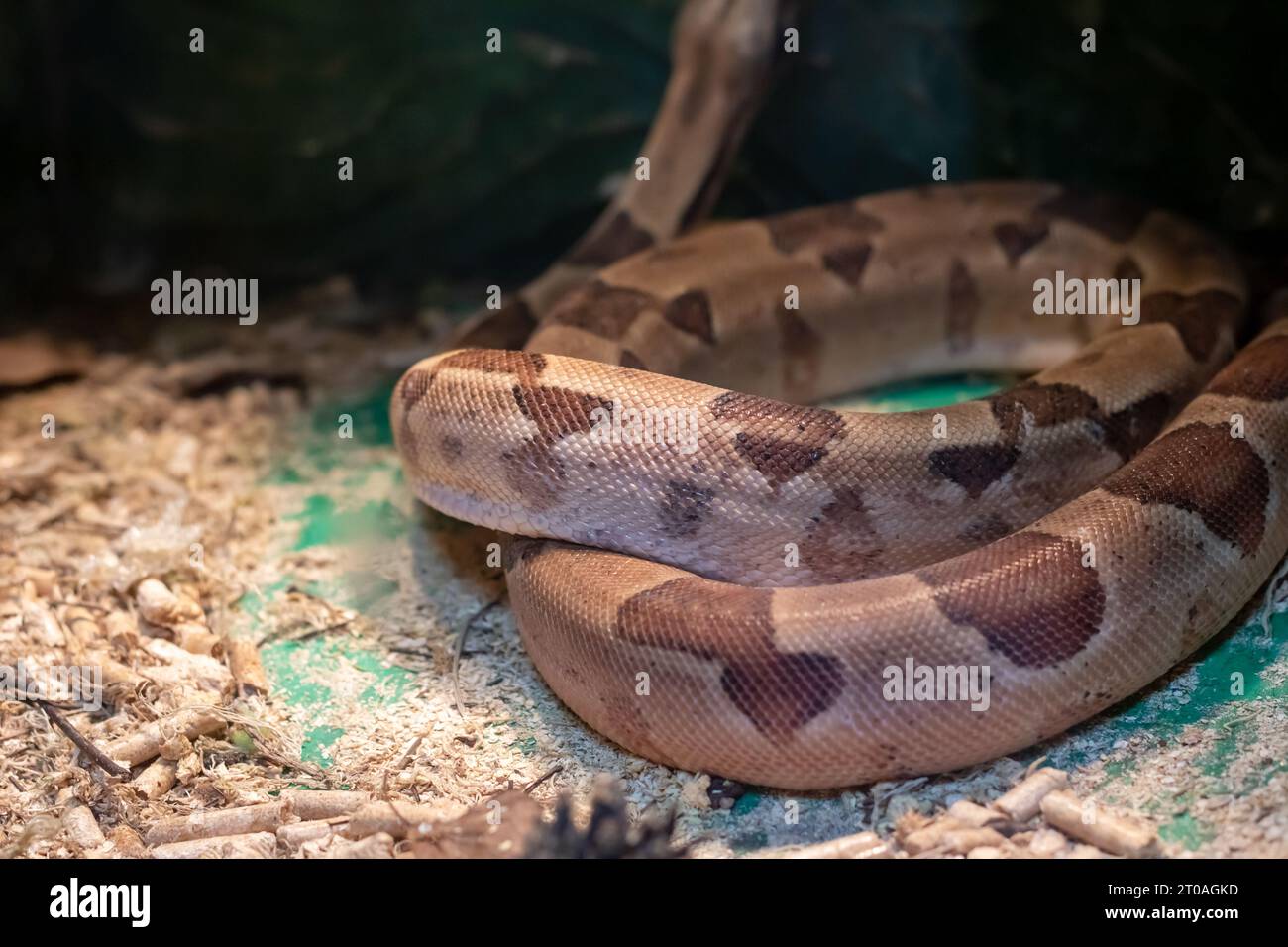 Small Brown Snake In A Terrarium Close Up Stock Photo Alamy Small brown snake in a terrarium close up stock photo alamy