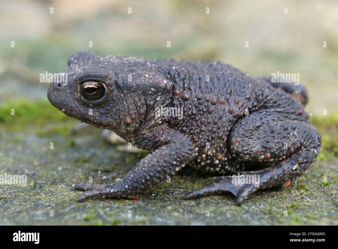 Natural closeup on a Common Europea toad, Bufo bufo sitting in the garden Stock Photo