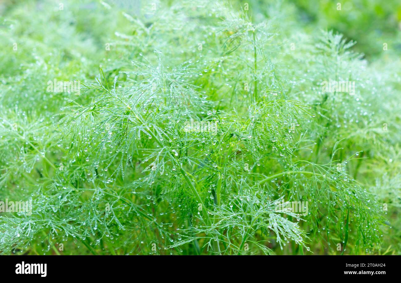 Fresh green fennel. Dill with water droplets and bokeh. Nature green