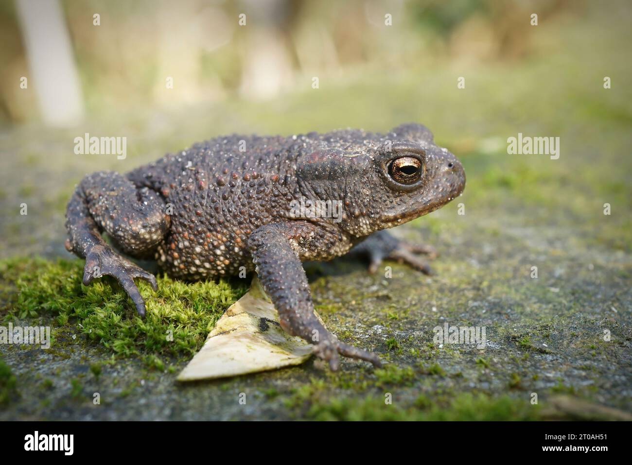Natural closeup on a Common Europea toad, Bufo bufo sitting in the garden Stock Photo