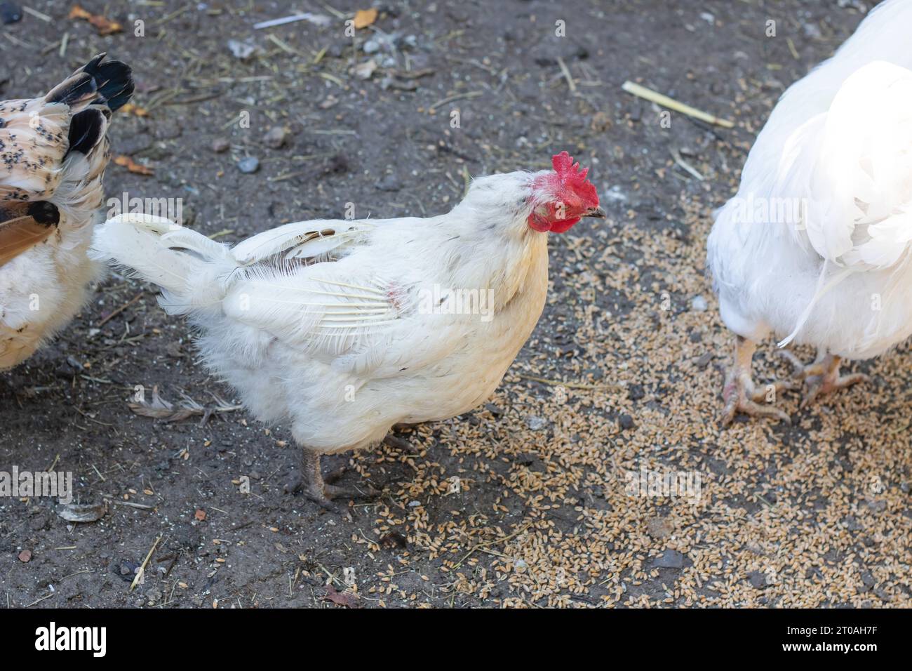 White plucked chicken in the yard close up Stock Photo