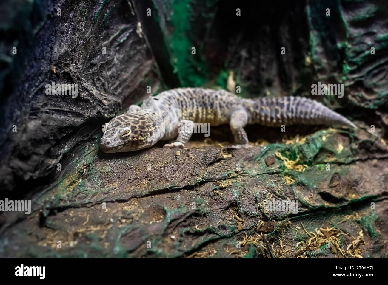 Iguana on a grey stone close up in shadow Stock Photo - Alamy