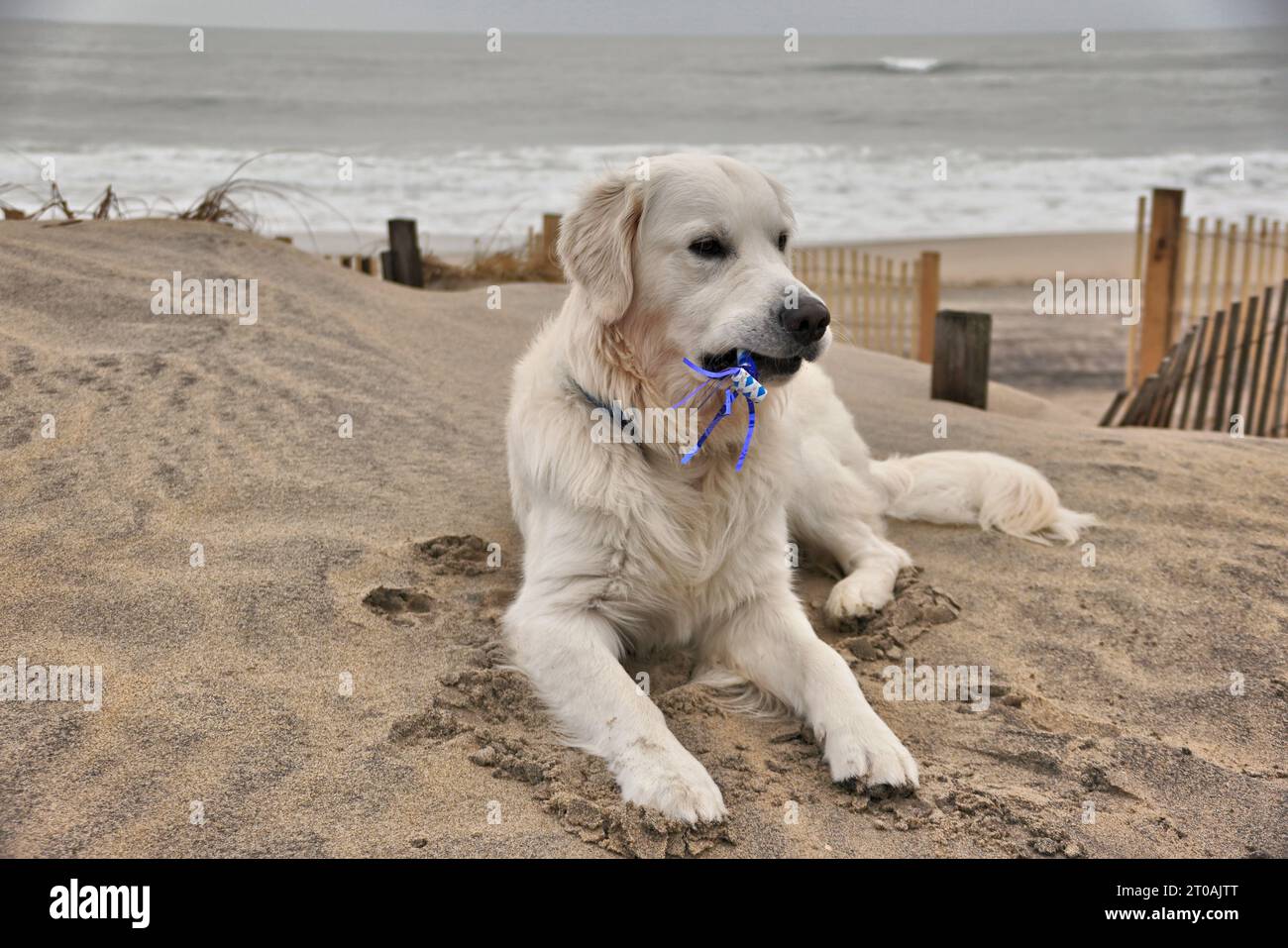 Adorable English Cream Golden Retriever Puppy Enjoys His First