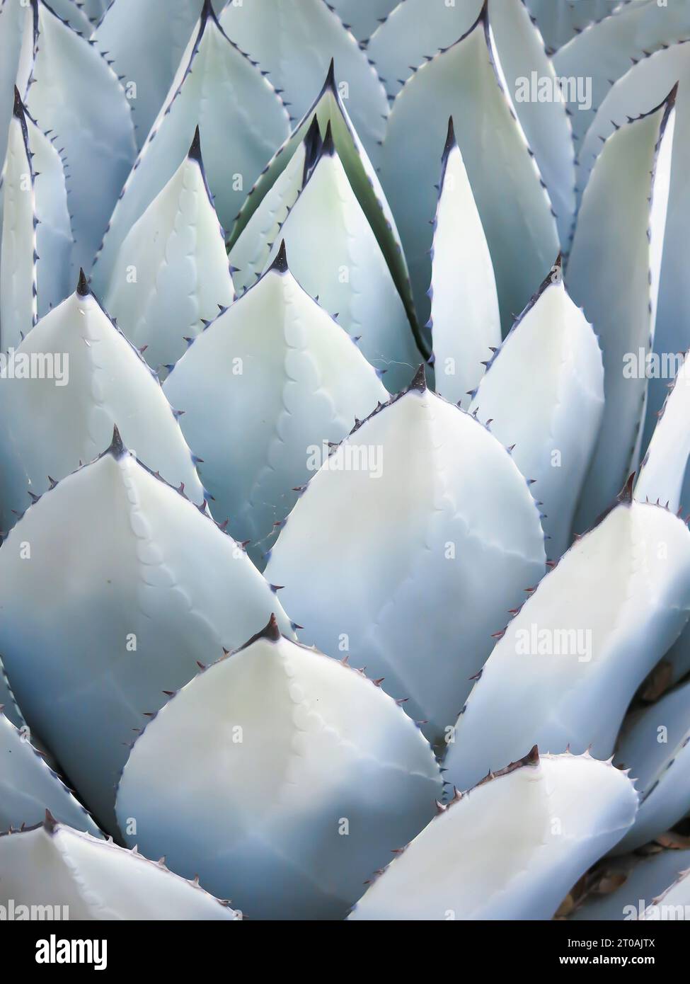 Close Up of Agave Parryl Stock Photo