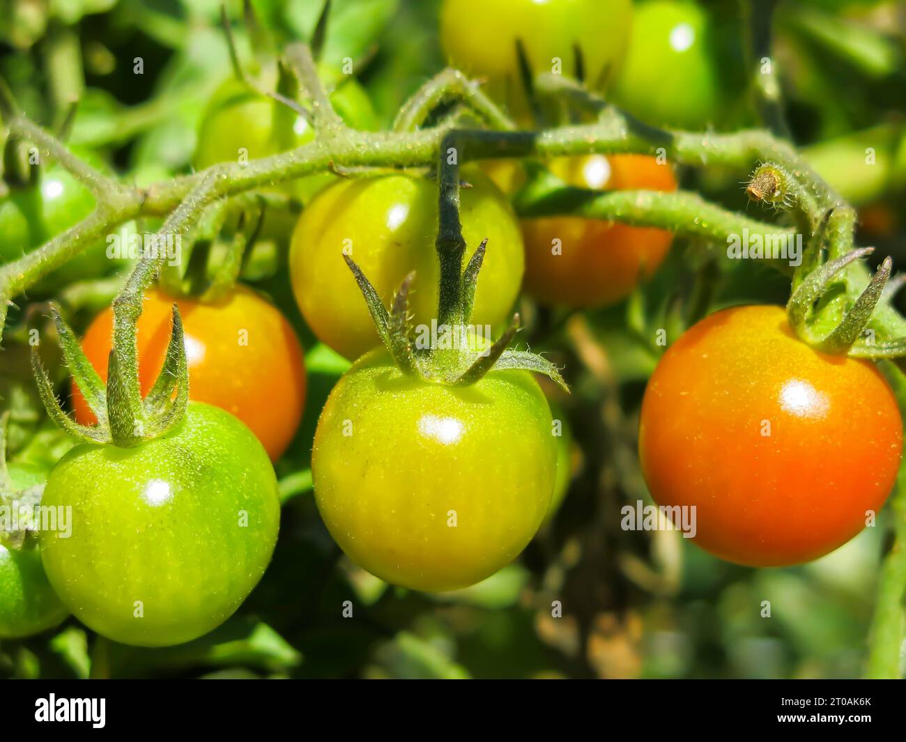 Tomatoes Growing on Vine  - Close up Stock Photo