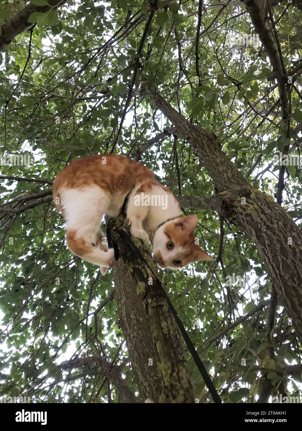 Red cat with white spots. Sits on a tree branch Stock Photo - Alamy