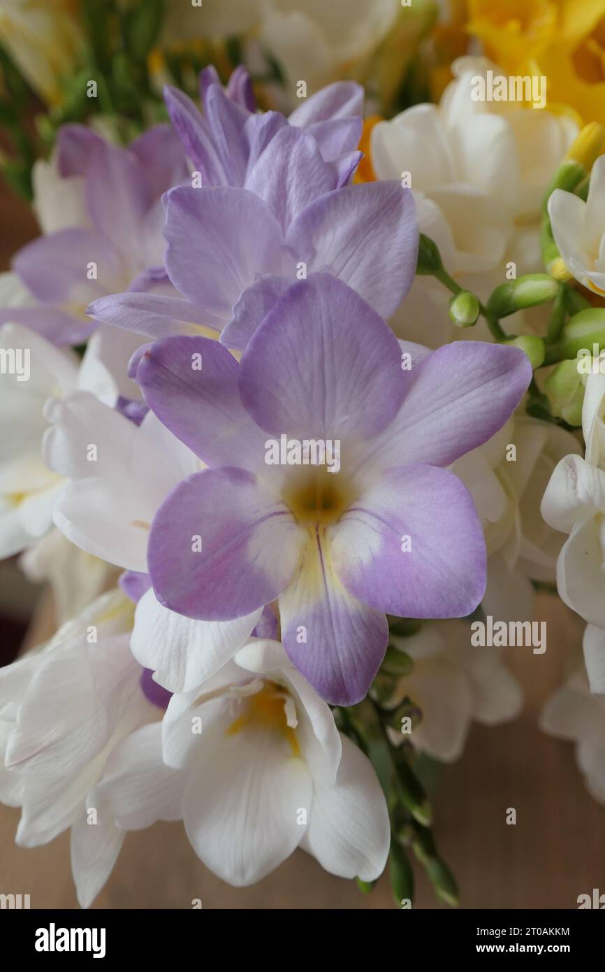 Beautiful freesia flower in the bouquet Stock Photo