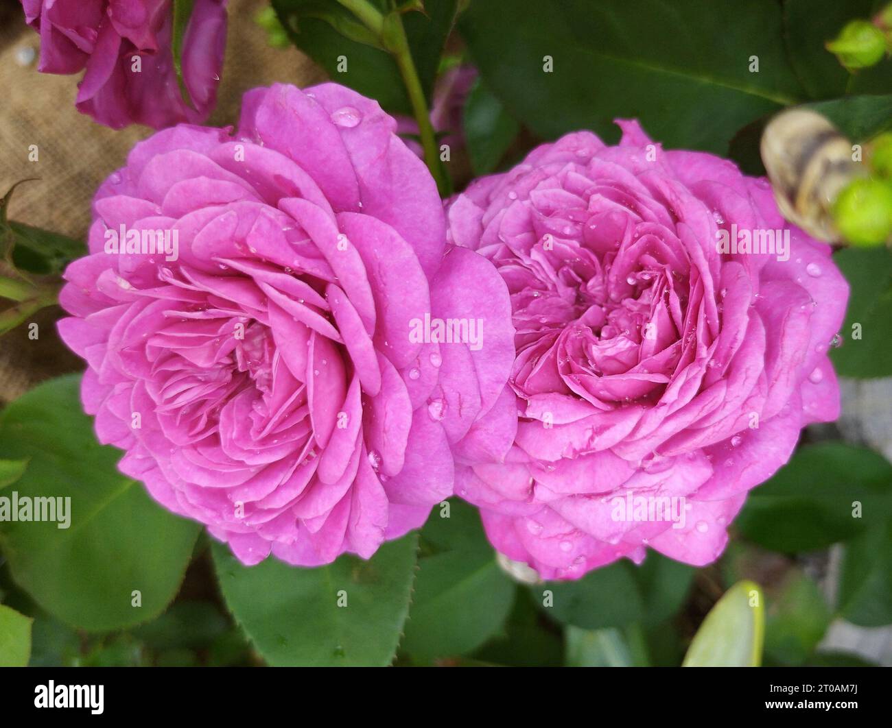 Lilac roses with rose drops on the petals Stock Photo - Alamy