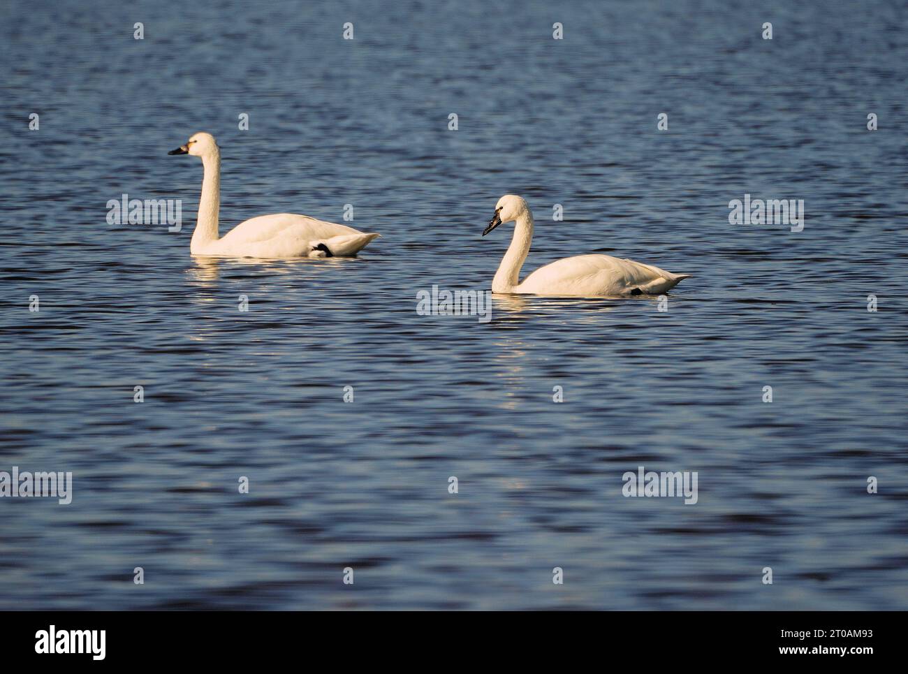 Swans, Ducks and Geese Migrating to the Pristine Coast of the Outer Banks of North Carolina Stock Photo