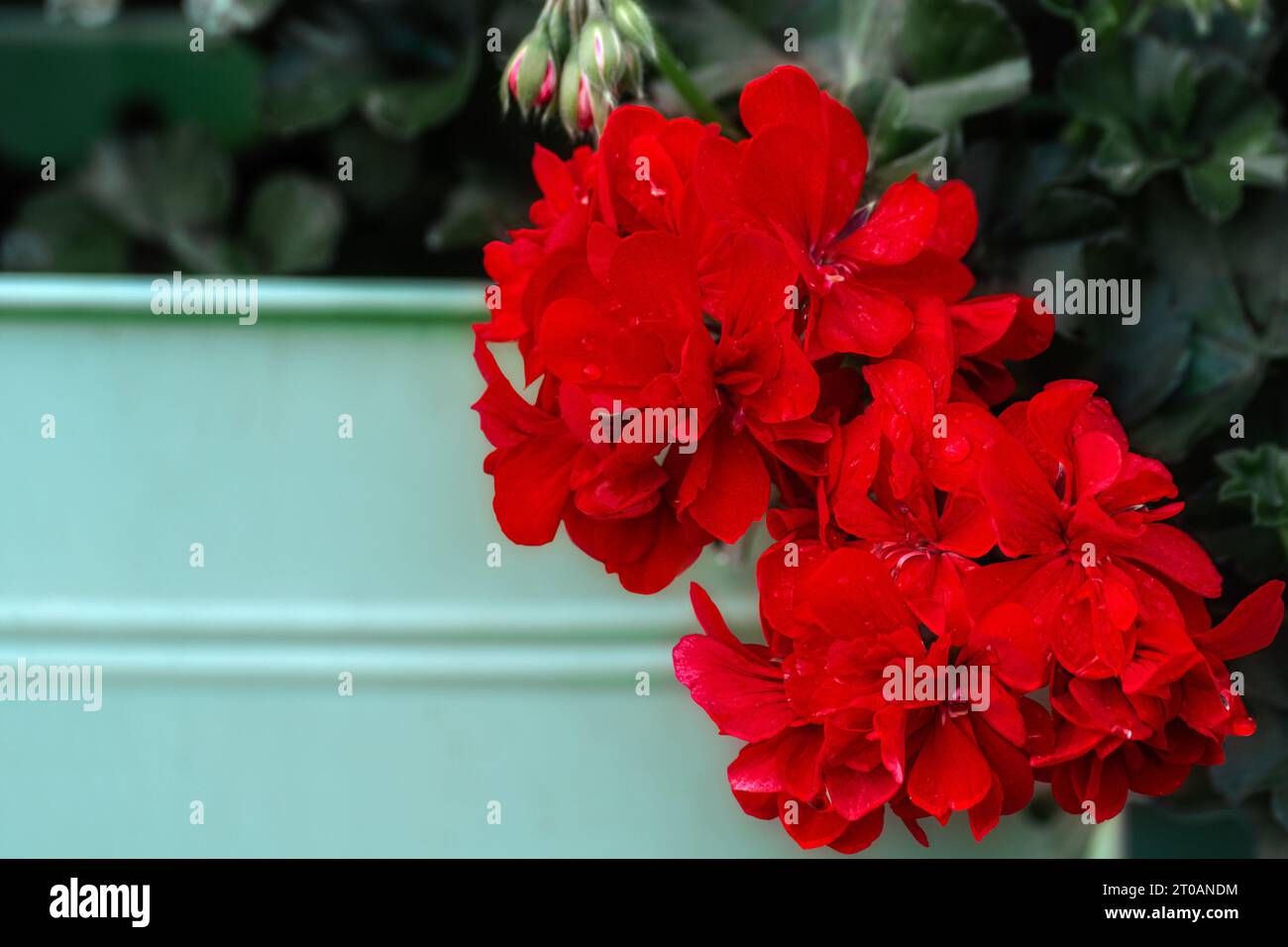 Bright red geranium flowers on a green background in a light green pot. Stock Photo