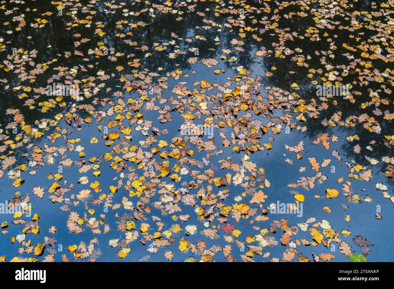 Pond tree leaves floating autumn hi-res stock photography and images ...