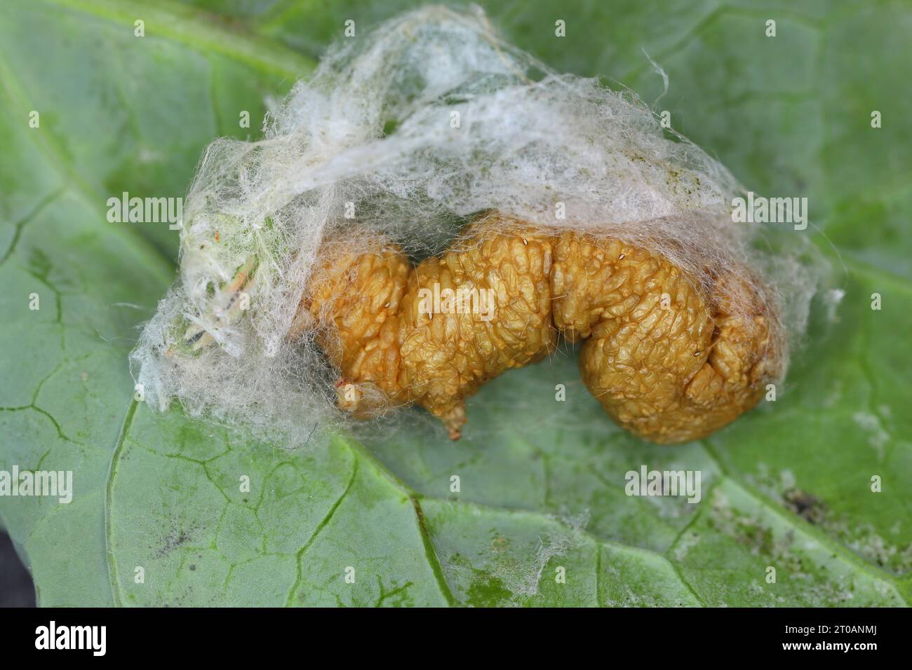 Silver Y caterpillar (Autographa gamma) parasitized by parasitoid  wasps of the family Braconidae. Stock Photo