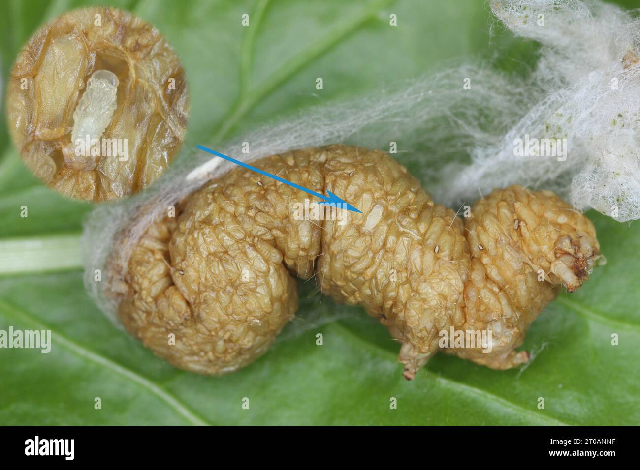 Pupa of parasitoid  wasps of the family Braconidae in parasitized caterpillar of Silver Y (Autographa gamma). Stock Photo
