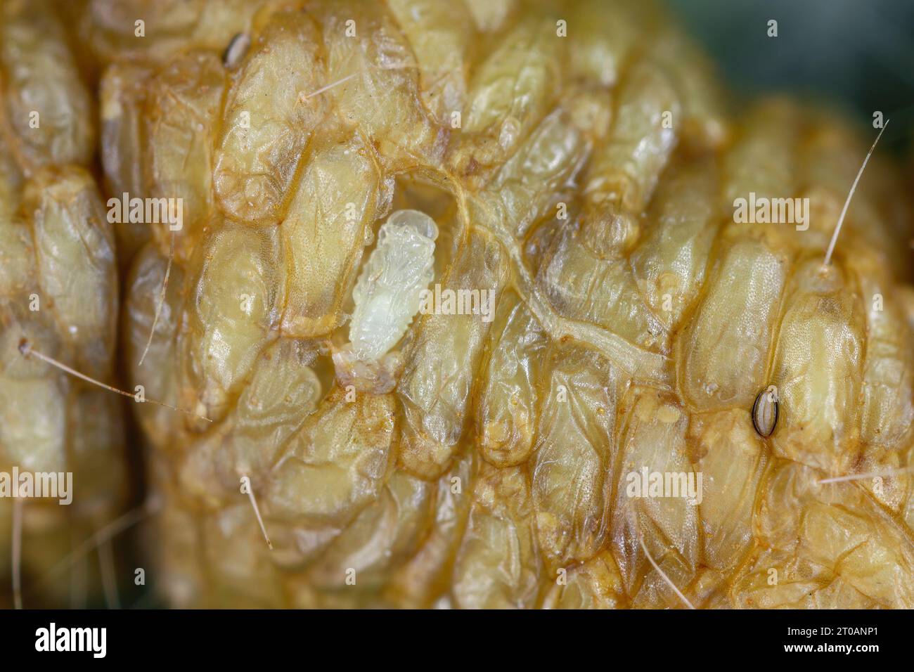 Pupa of parasitoid  wasps of the family Braconidae in parasitized caterpillar of Silver Y (Autographa gamma). Stock Photo