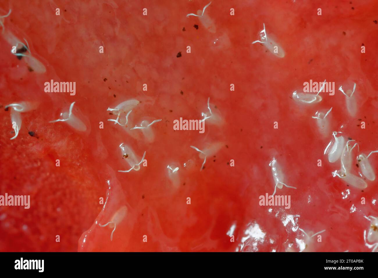 Eggs of common fruit fly or vinegar fly Drosophila melanogaster