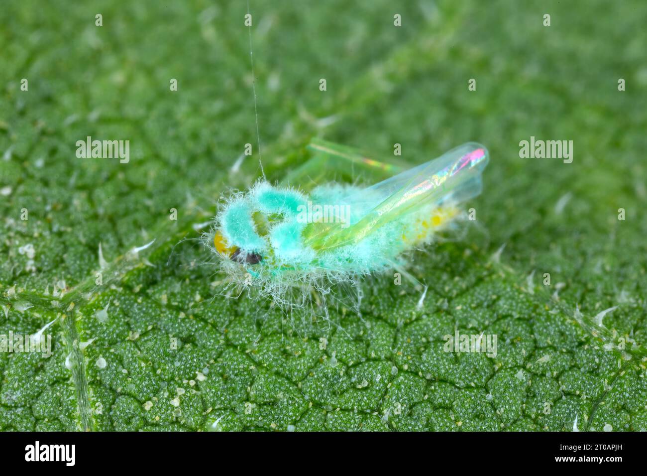 Small leafhopper (Empoasca) killed by fungus Beauveria. Biological plant protection. Stock Photo