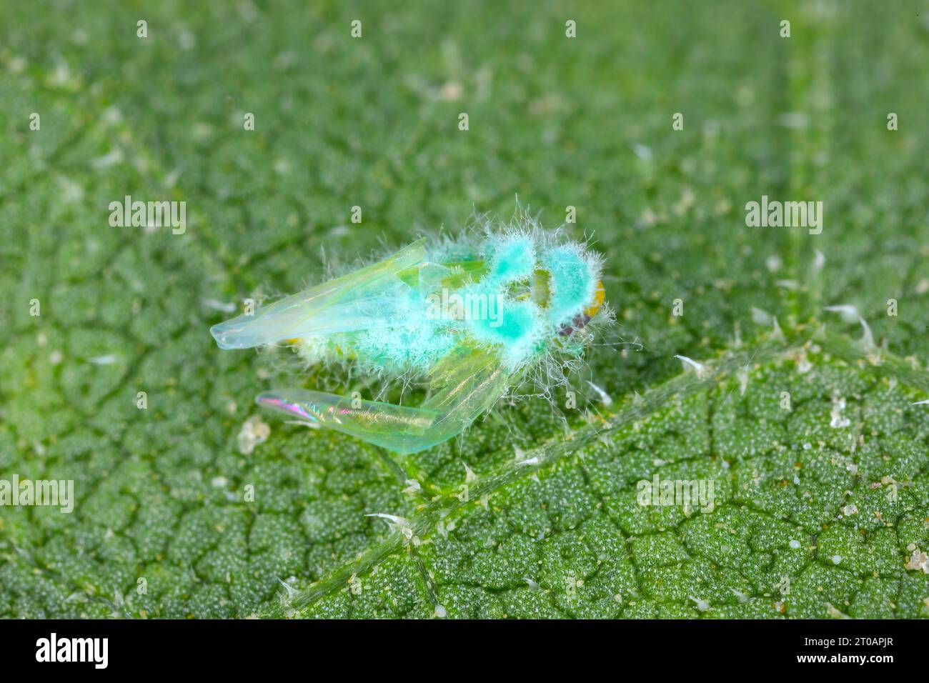 Small leafhopper (Empoasca) killed by fungus Beauveria. Biological plant protection. Stock Photo