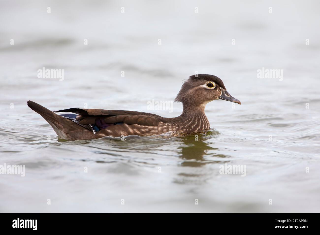 Female American Wood Duck Aix Sponsa Swimming In Lake Lake Morton Female American Wood Duck Aix Sponsa Swimming In Lake Lake Morton