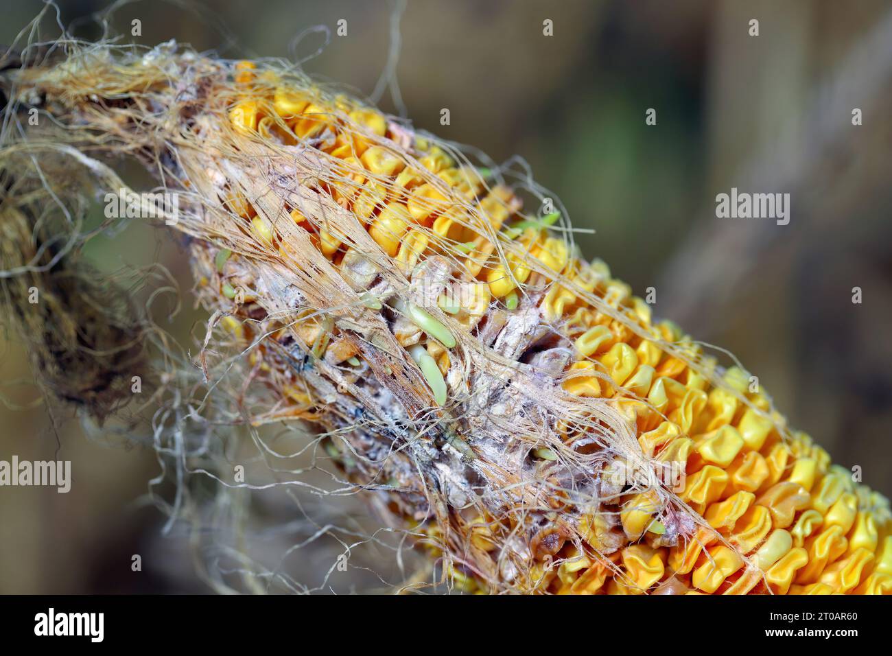 Corn, maize (Zea mays), damage by Fusarium. Germinating seeds on the corn cob. Stock Photo