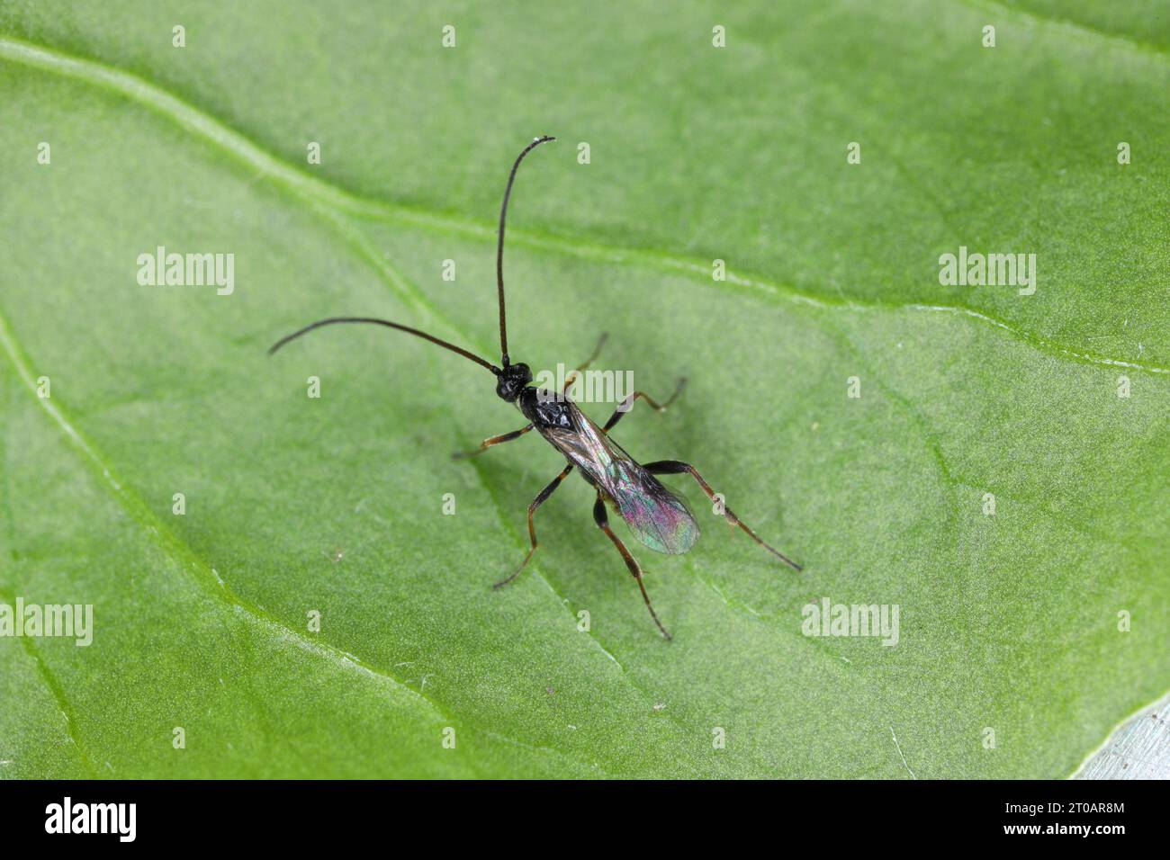 Ichneumonid Wasp perched on a green leaf. Stock Photo