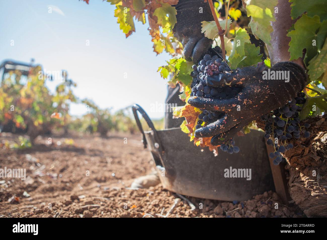 Grape picker quickly cutting bunches. Motion blurred photo Stock Photo