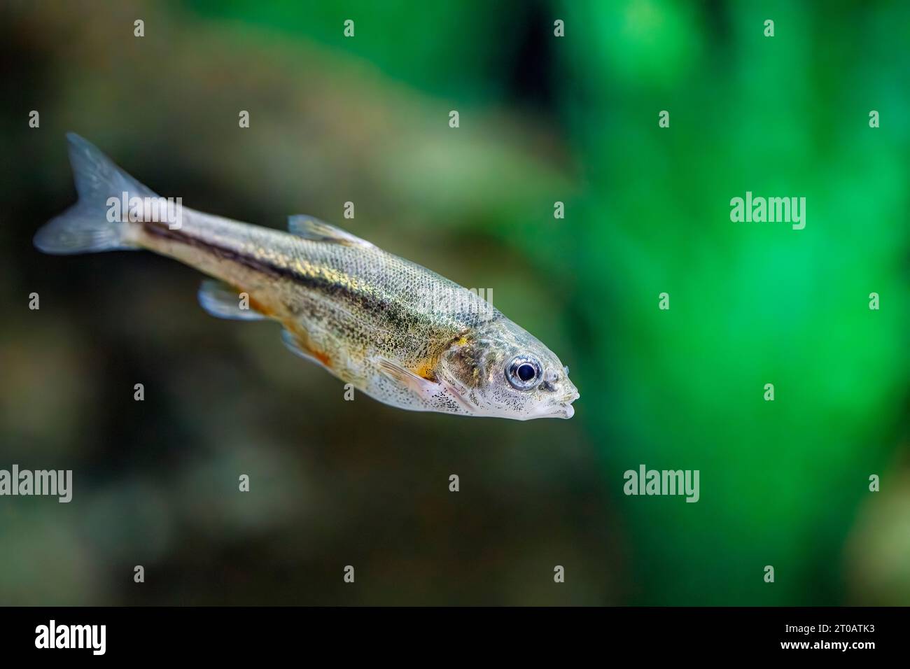 Sonora chub (Gila ditaenia), endangered freshwater fish, Arizona, USA