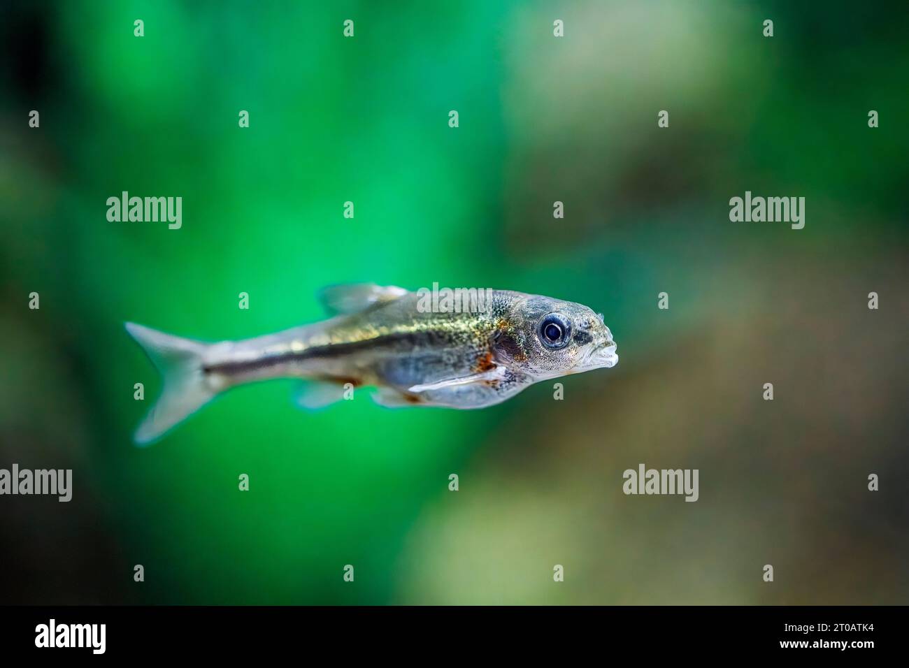 Sonora chub (Gila ditaenia), endangered freshwater fish, Arizona, USA
