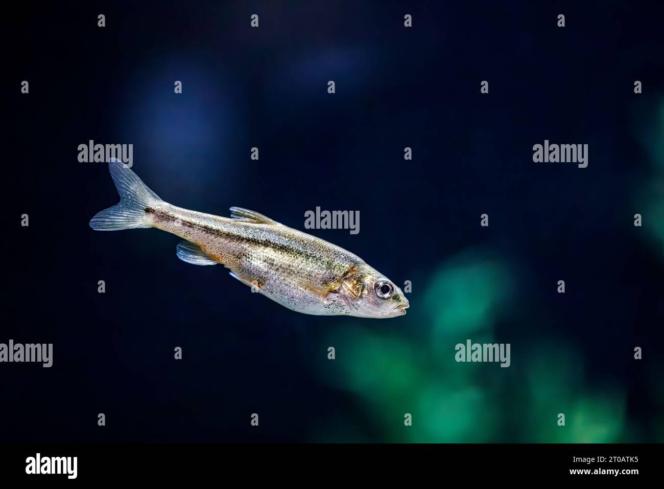 Sonora chub (Gila ditaenia), endangered freshwater fish, Arizona, USA