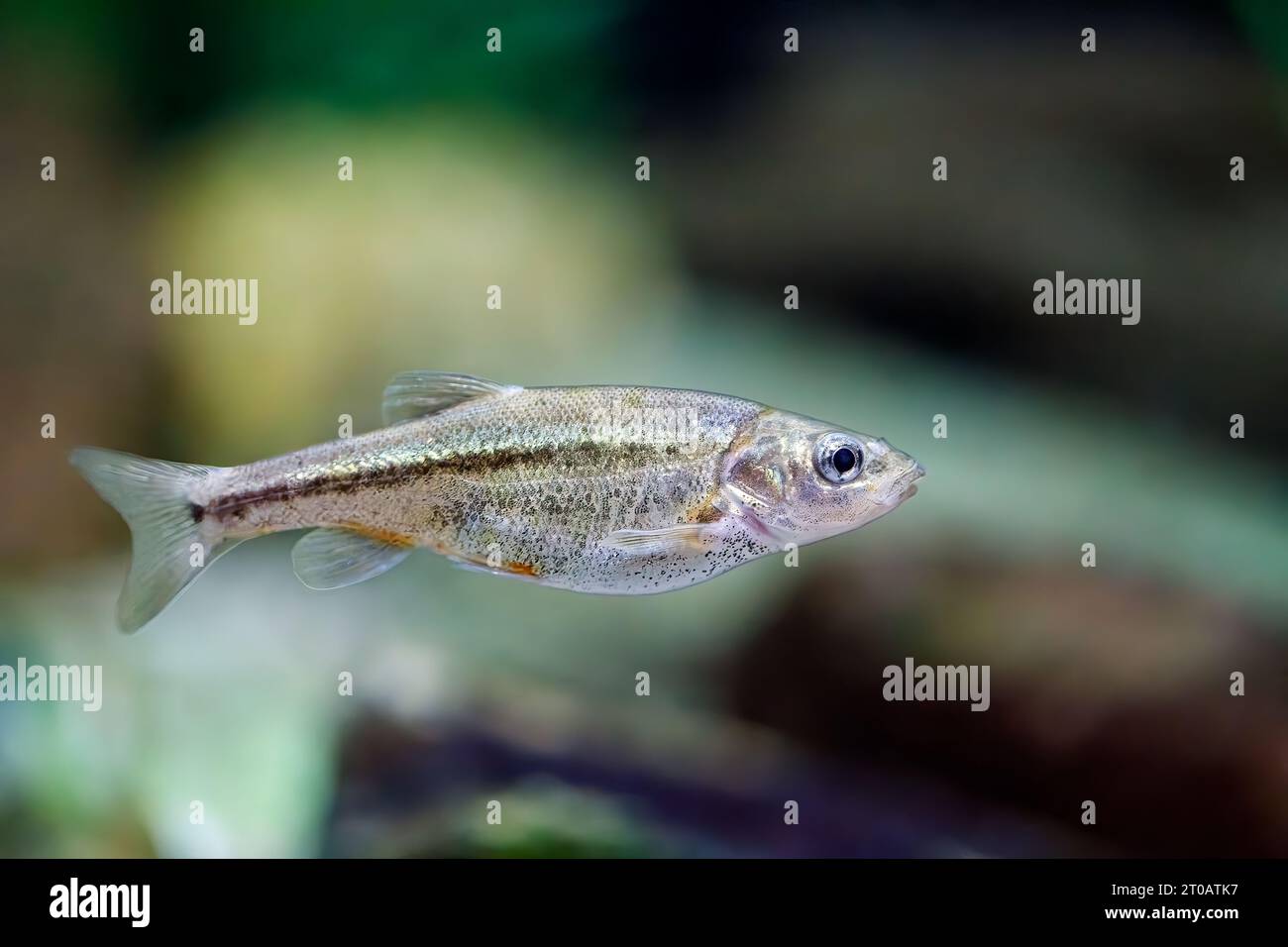Sonora chub (Gila ditaenia), endangered freshwater fish, Arizona, USA