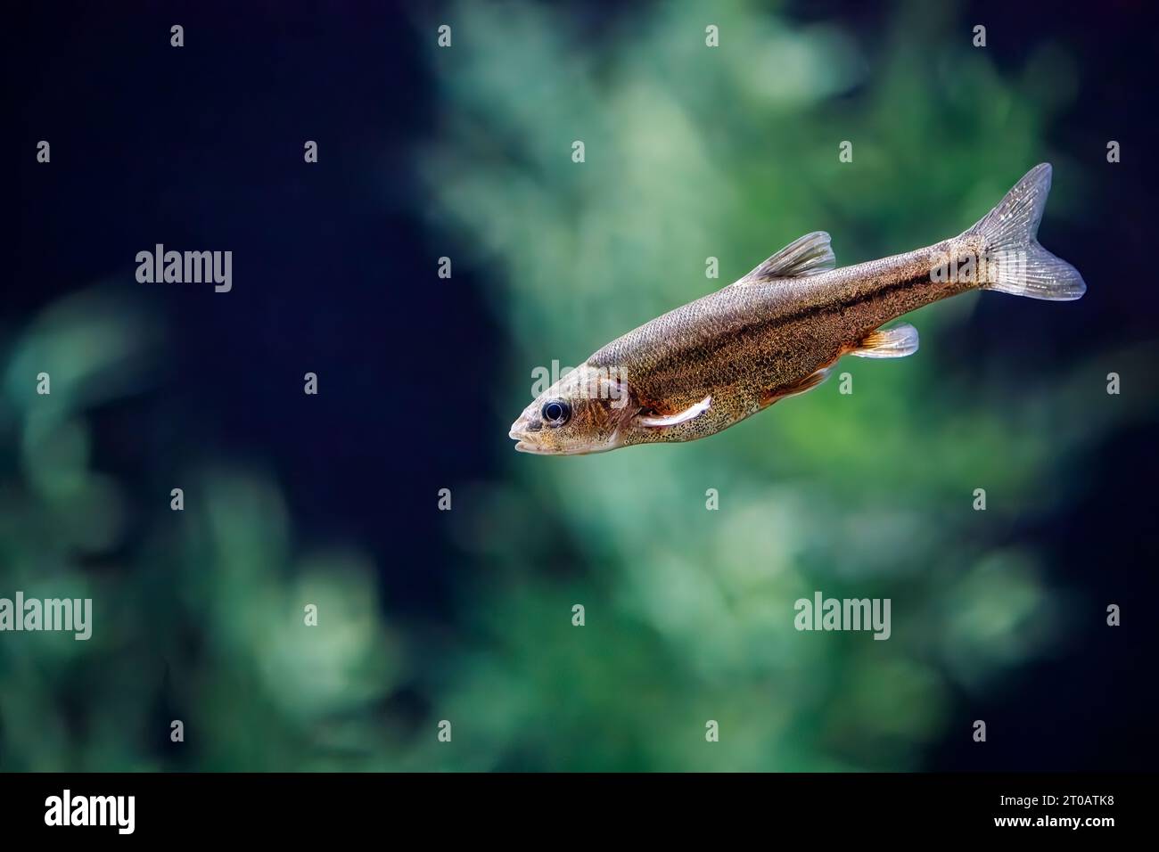 Sonora chub (Gila ditaenia), endangered freshwater fish, Arizona, USA Stock Photo