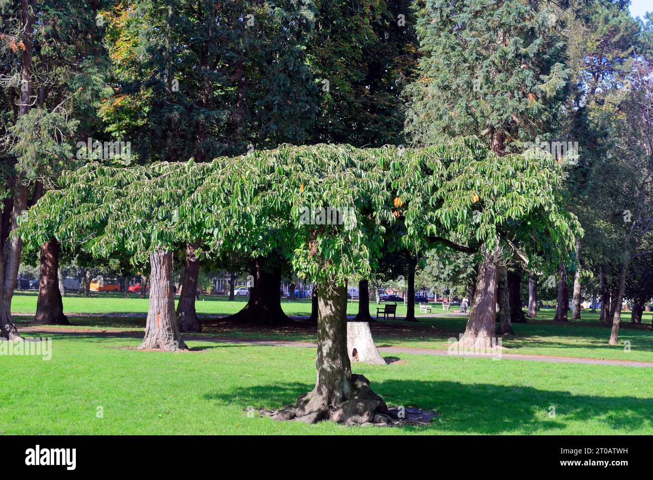 Small, attractive tree, Victoria Park, Cardiff. Taken October 2023. Stock Photo