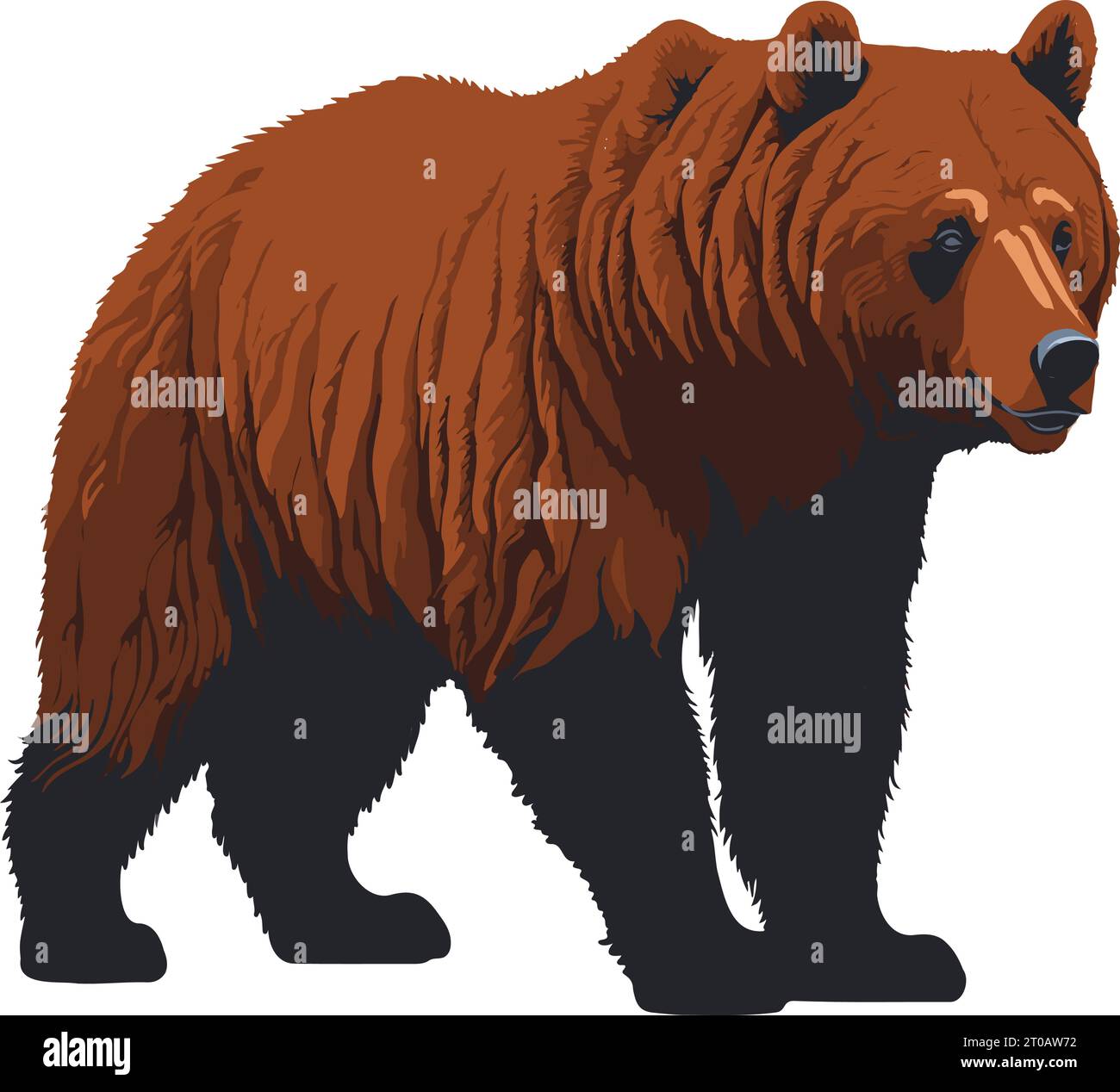 Brown Bear Illustration Vector Detailed Stock Vector Image & Art - Alamy