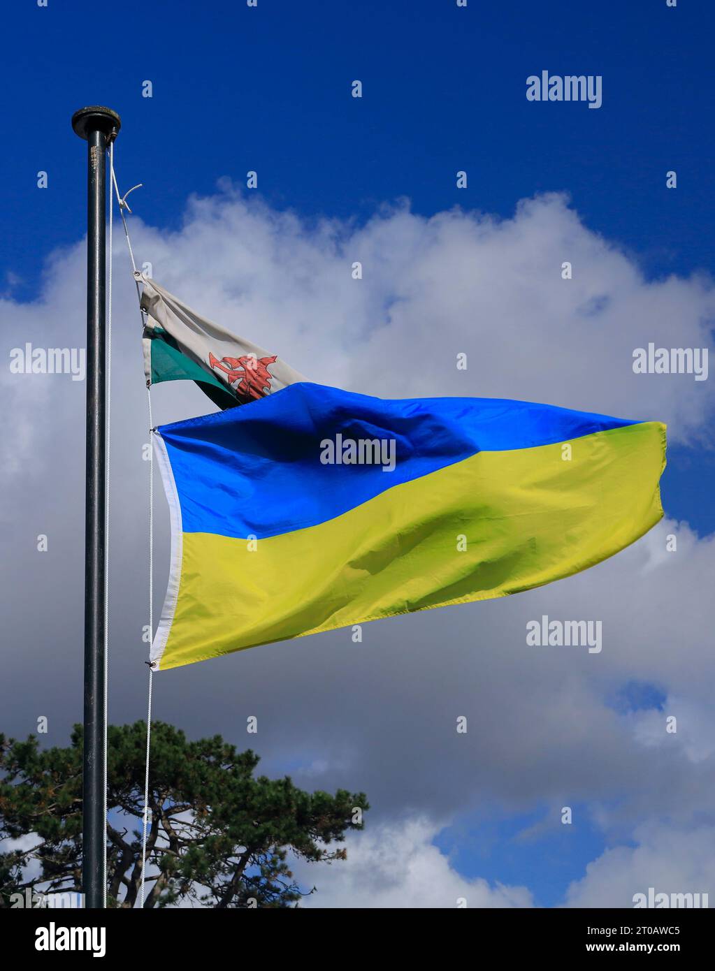 Ukraanian flag and Welsh flag on same flagpole against blue sky and fluffy clouds,Cardiff. Taken October 2023. Stock Photo