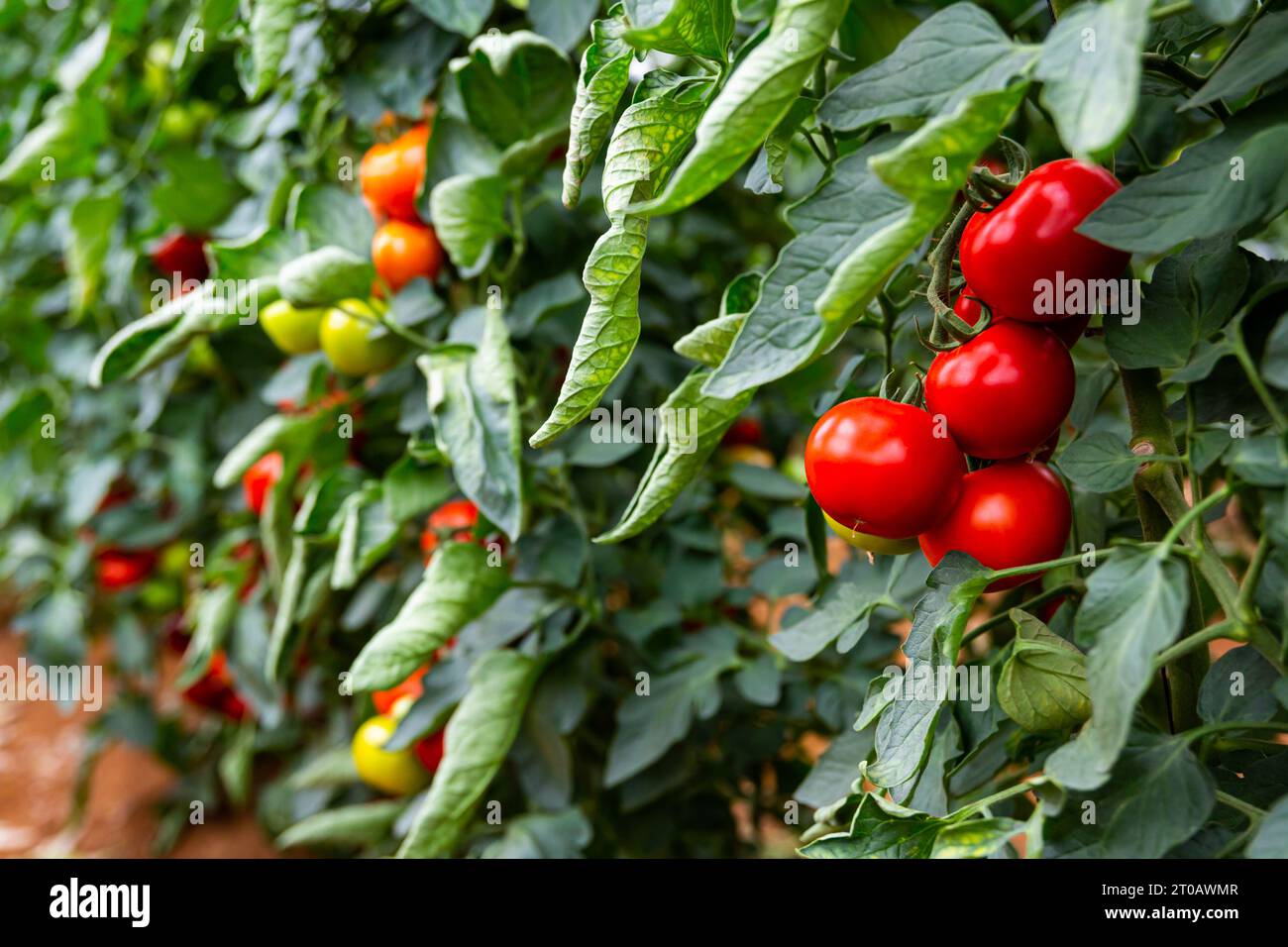 Greenhouse with rows of ripe red tomatoes plants Stock Photo - Alamy
