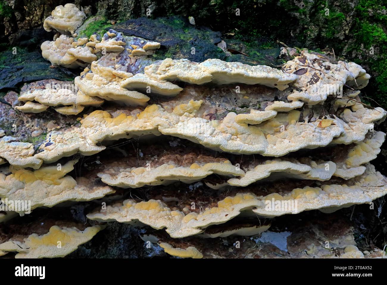 Bracket fungus, growing on an old tree stump, Cardiff. Taken October 2023 Stock Photo