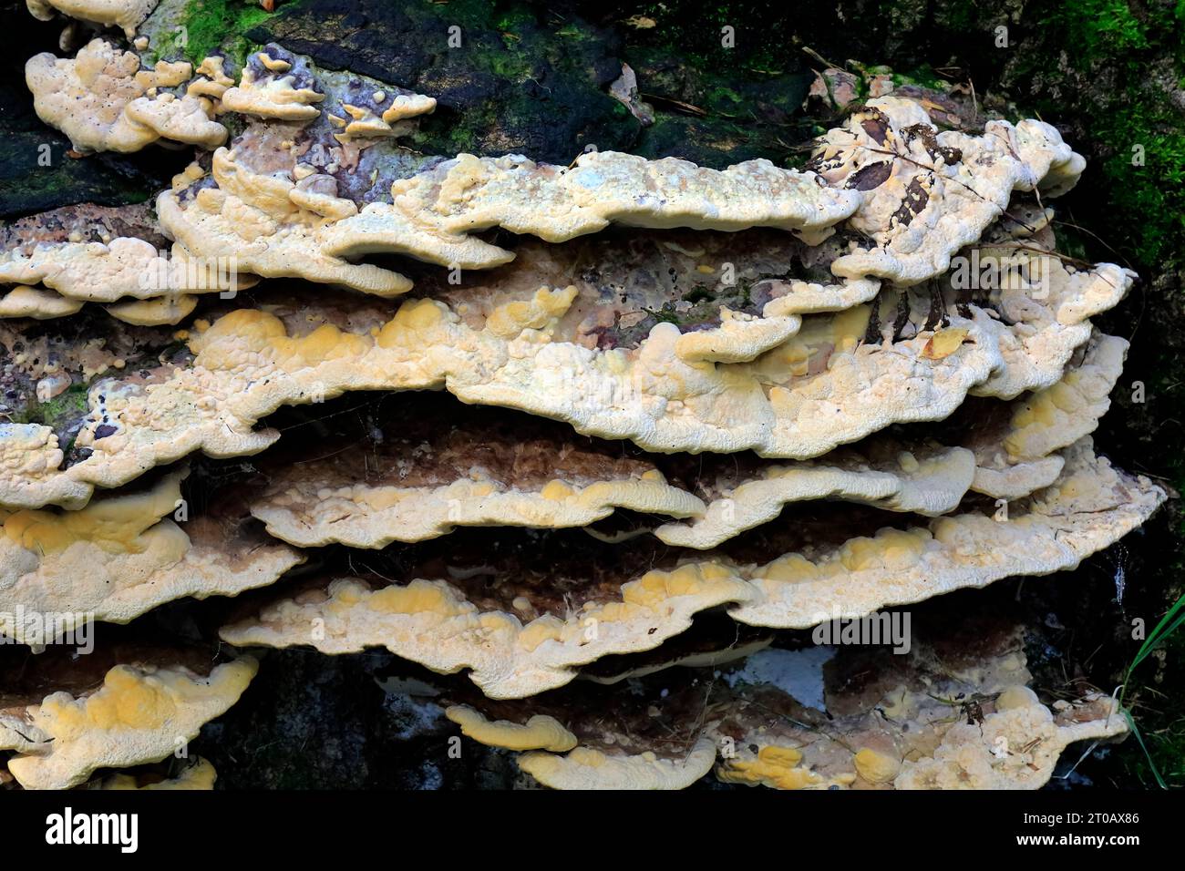 Bracket fungus, growing on an old tree stump, Cardiff. Taken October 2023 Stock Photo