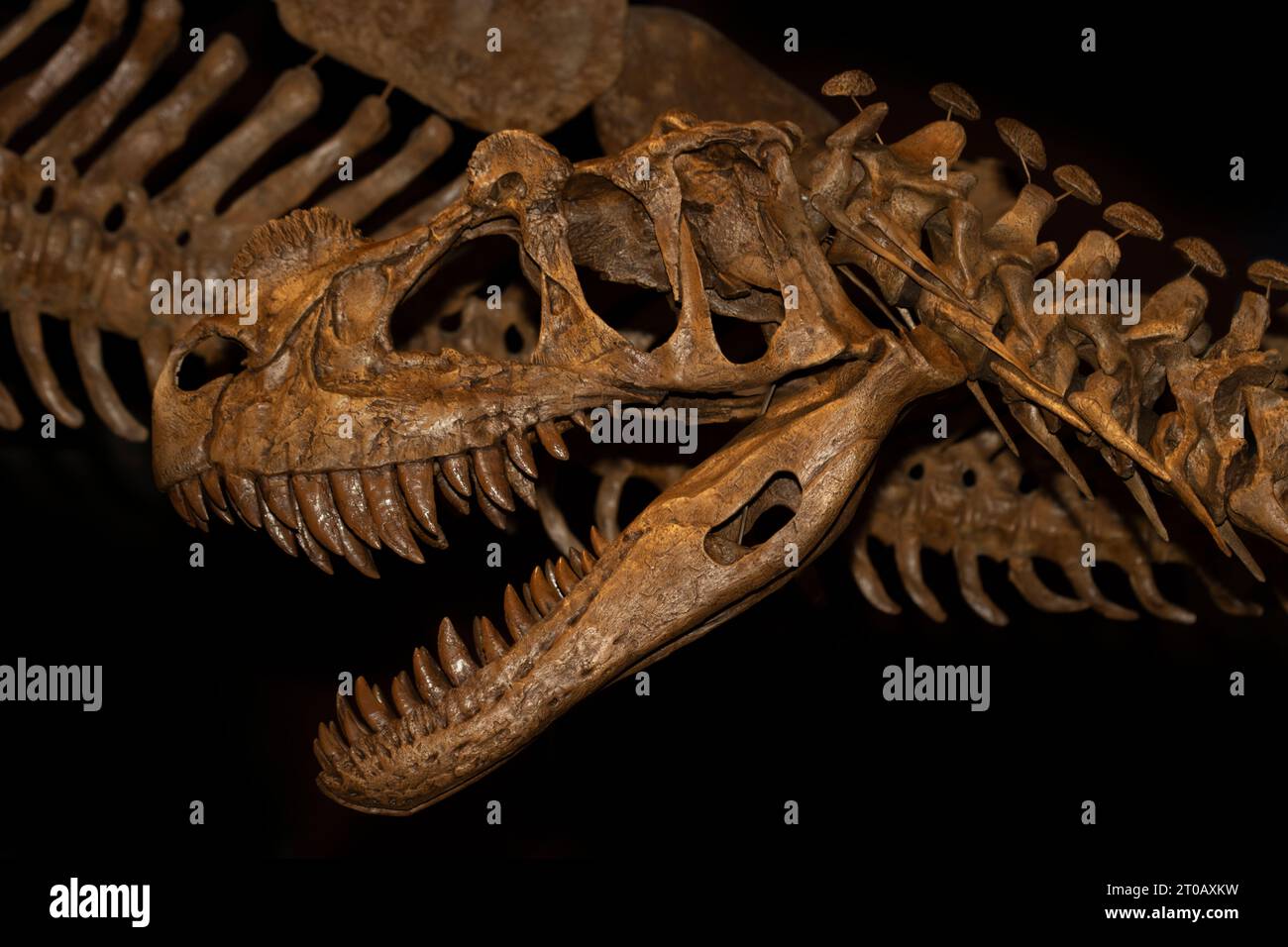 Skeleton of a fossil Ceratosaurus dinosaur Stock Photo Alamy