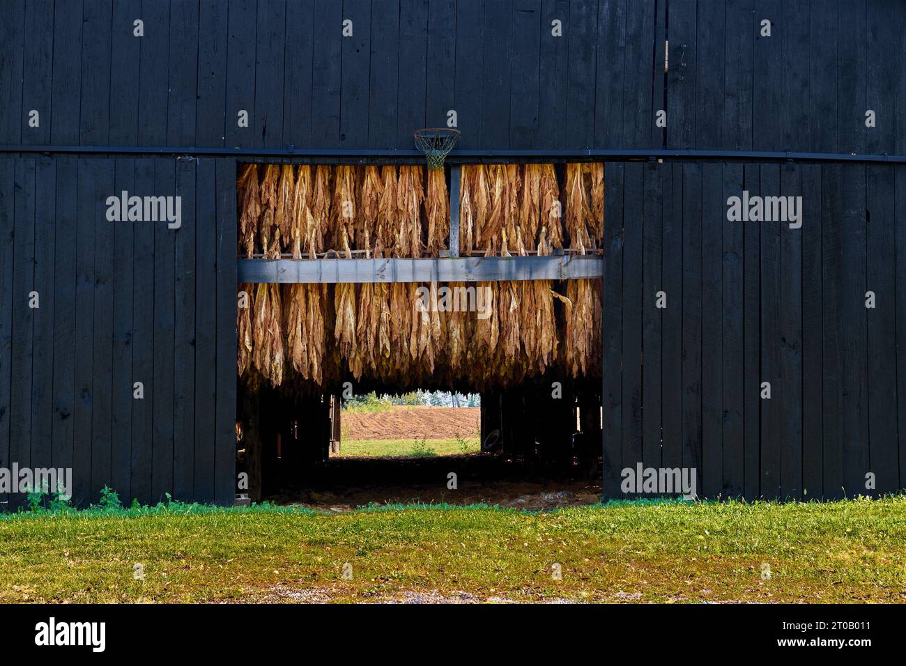 tobacco hanging in a barn Tobacco hanging in the door of a barn Stock Photo