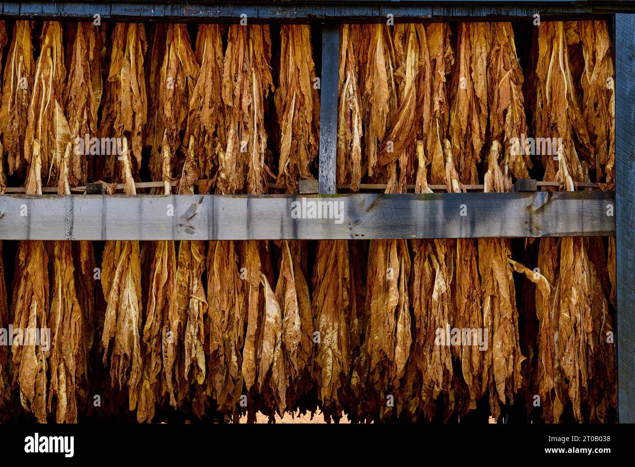 dark fire cured tobacco leaf All Tobacco Leaf