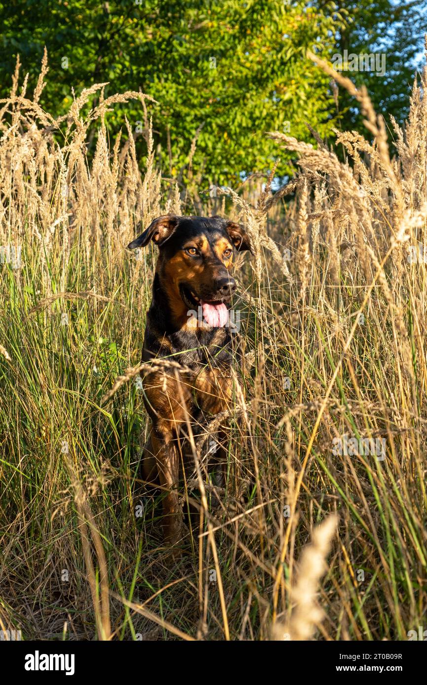 sitting dog in tall grass, mix breed in meadow, sitting dog in bright autumn day Stock Photo