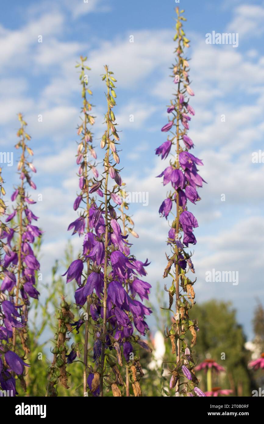 Campanula rapunculoides on a blue sky background on a sunny summer day Summer mood. A plant for parks and gardens, landscape design. Beautiful summer Stock Photo