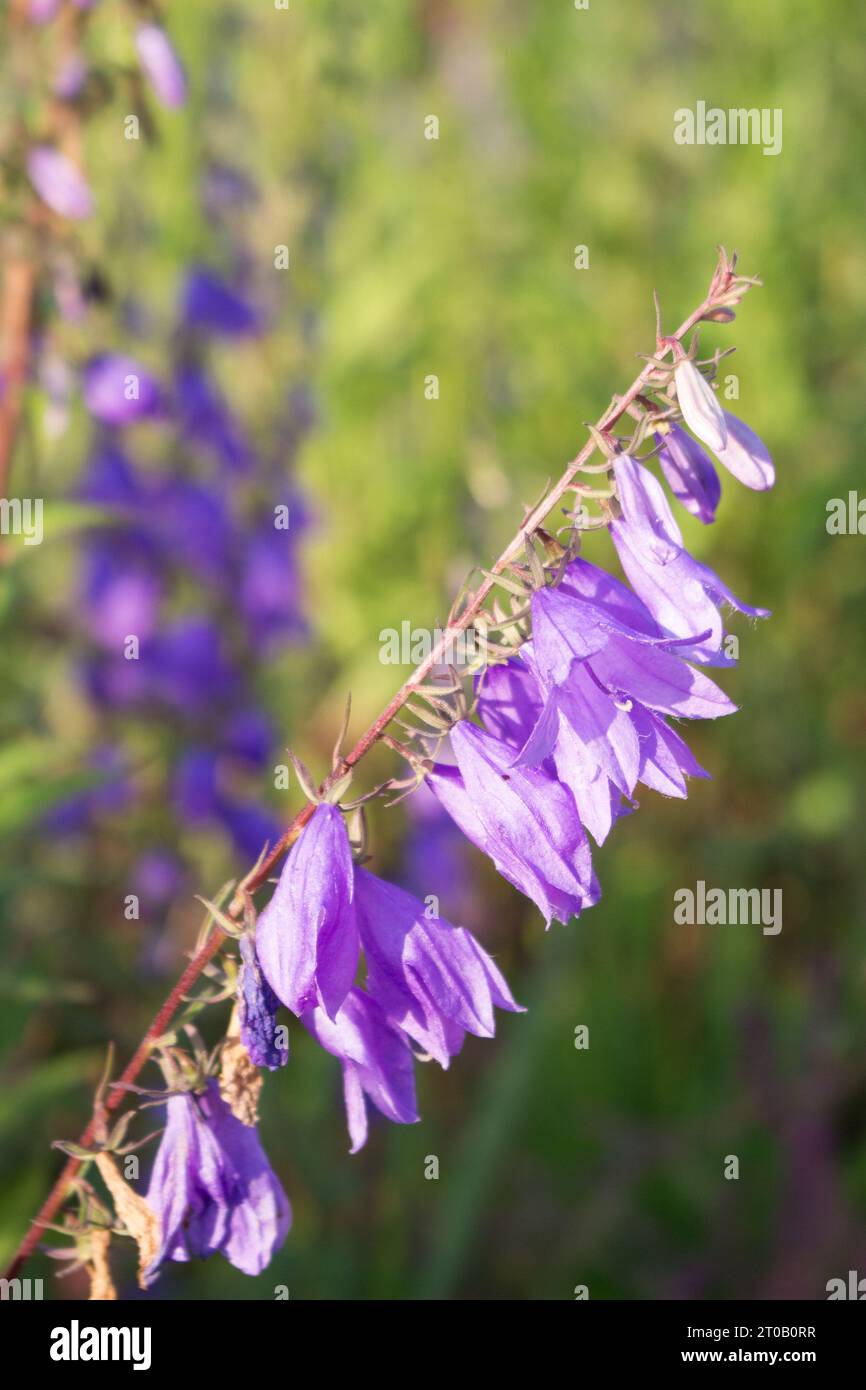 Campanula rapunculoides a sunny summer day Summer mood. A plant for parks and gardens, landscape design. Beautiful summer natural background. Beautifu Stock Photo
