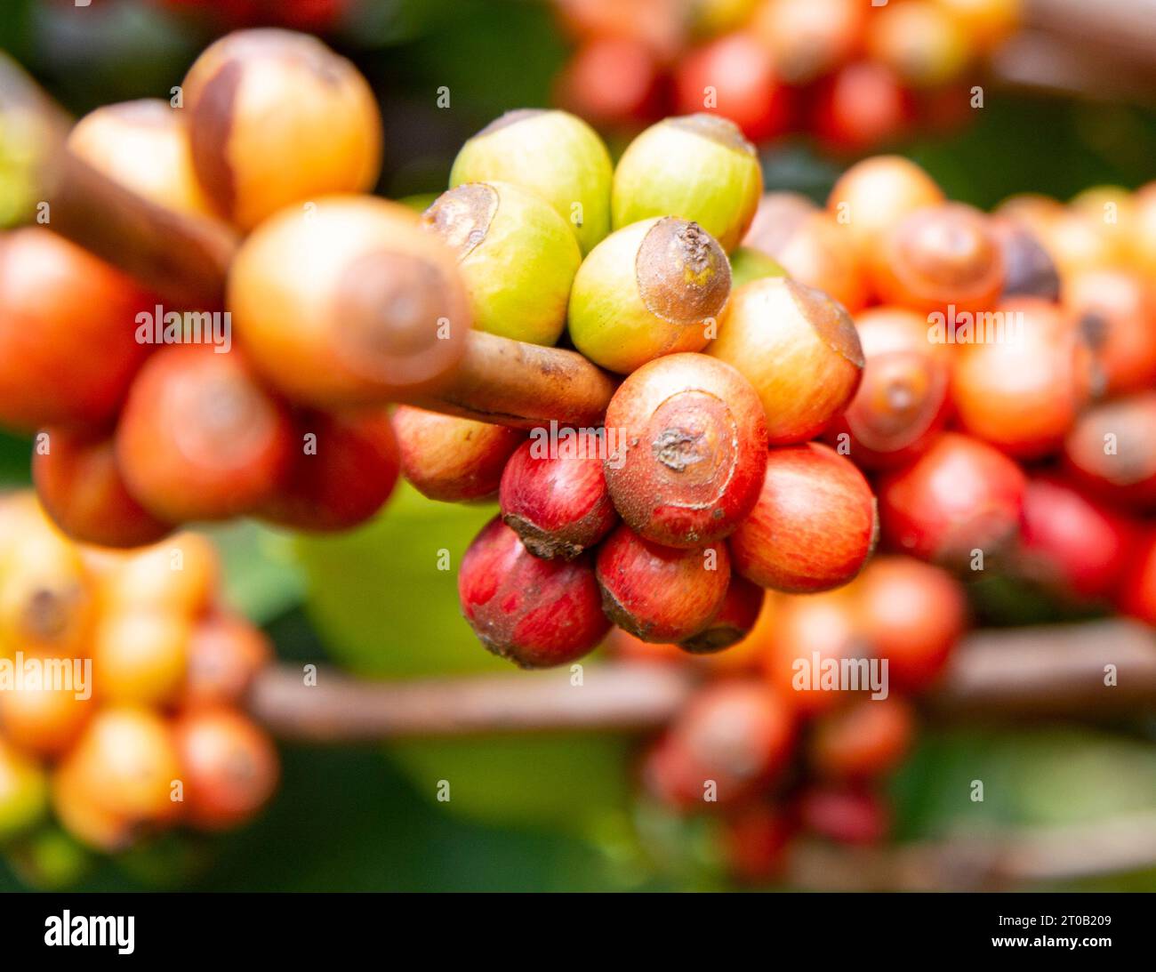Closeup of the red,yellow and green fruit,soon to be beans,sprouting in bunches from twigs on a coffee plant,surrounded by lush green leaves,in the La Stock Photo