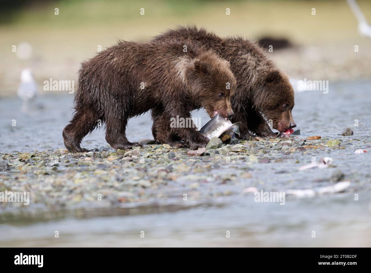 Two Kodiak bear cubs eating fish ALASKA EXCITING images of a mother Kodiak bear with her two