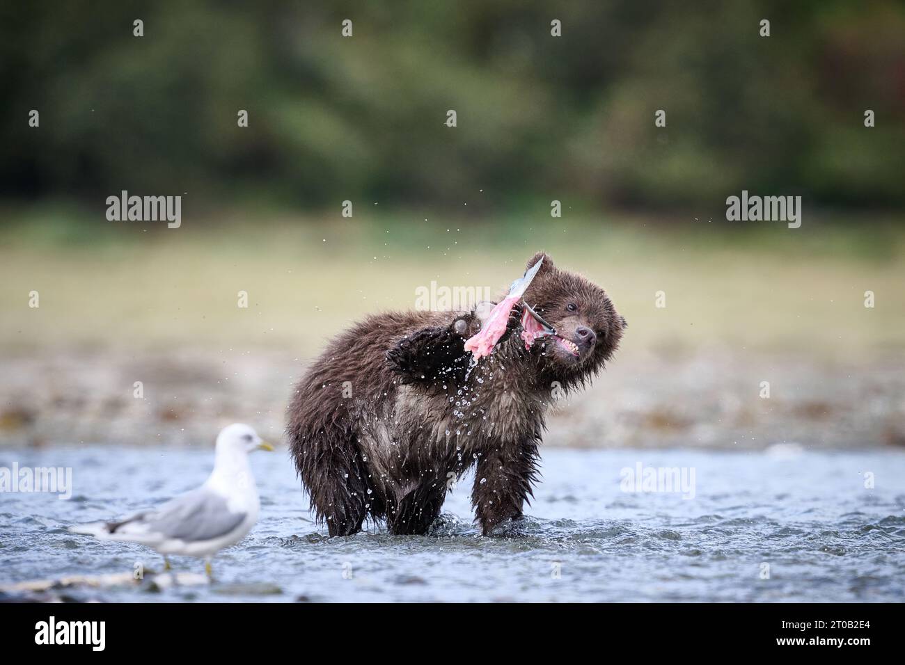 Bear cub devouring Alaska salmon ALASKA EXCITING images of a mother Kodiak bear with her two