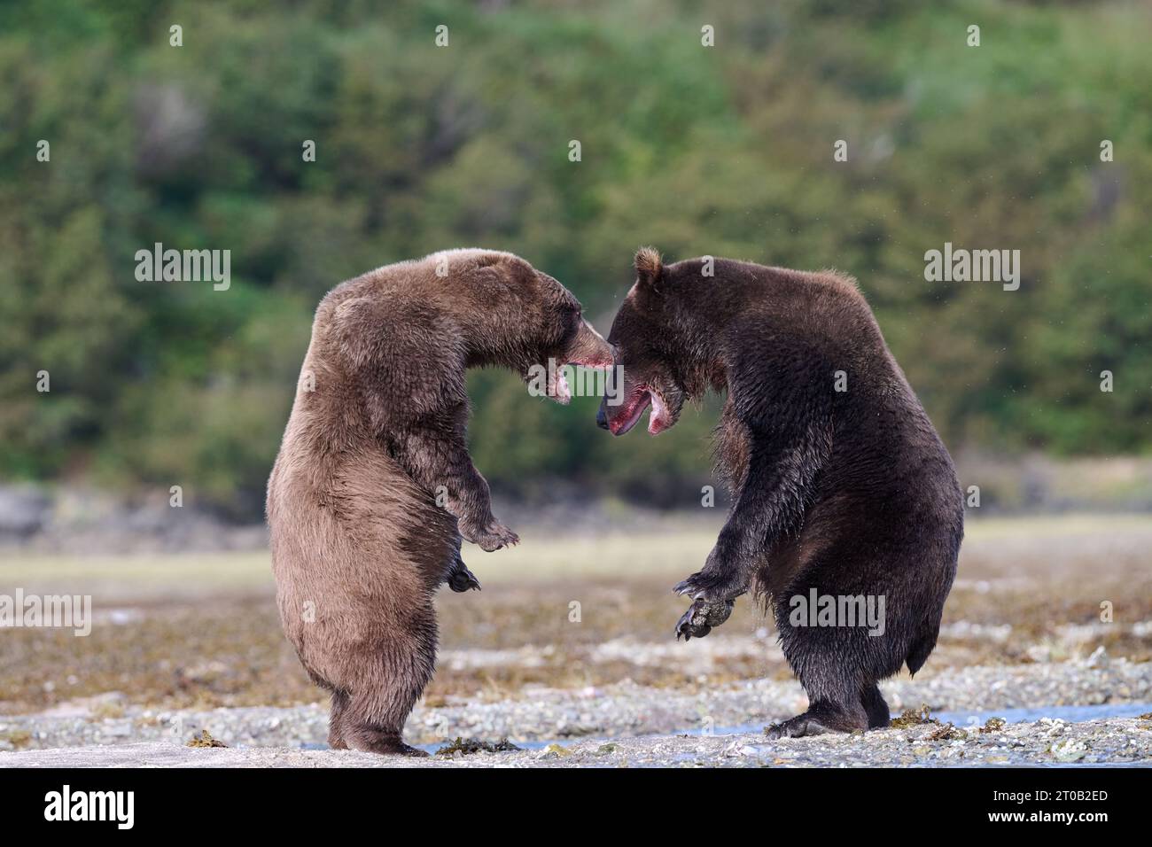 Kodiak bears arguing ALASKA EXCITING images of a mother Kodiak bear with her two cubs show the