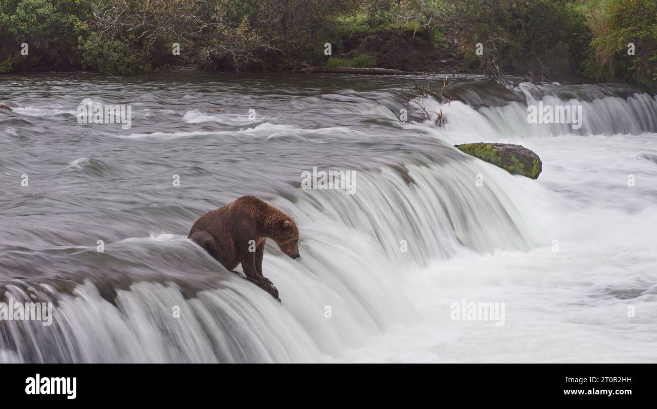 Kodiak bear waiting for salmon ALASKA EXCITING images of a mother Kodiak bear with her two cubs
