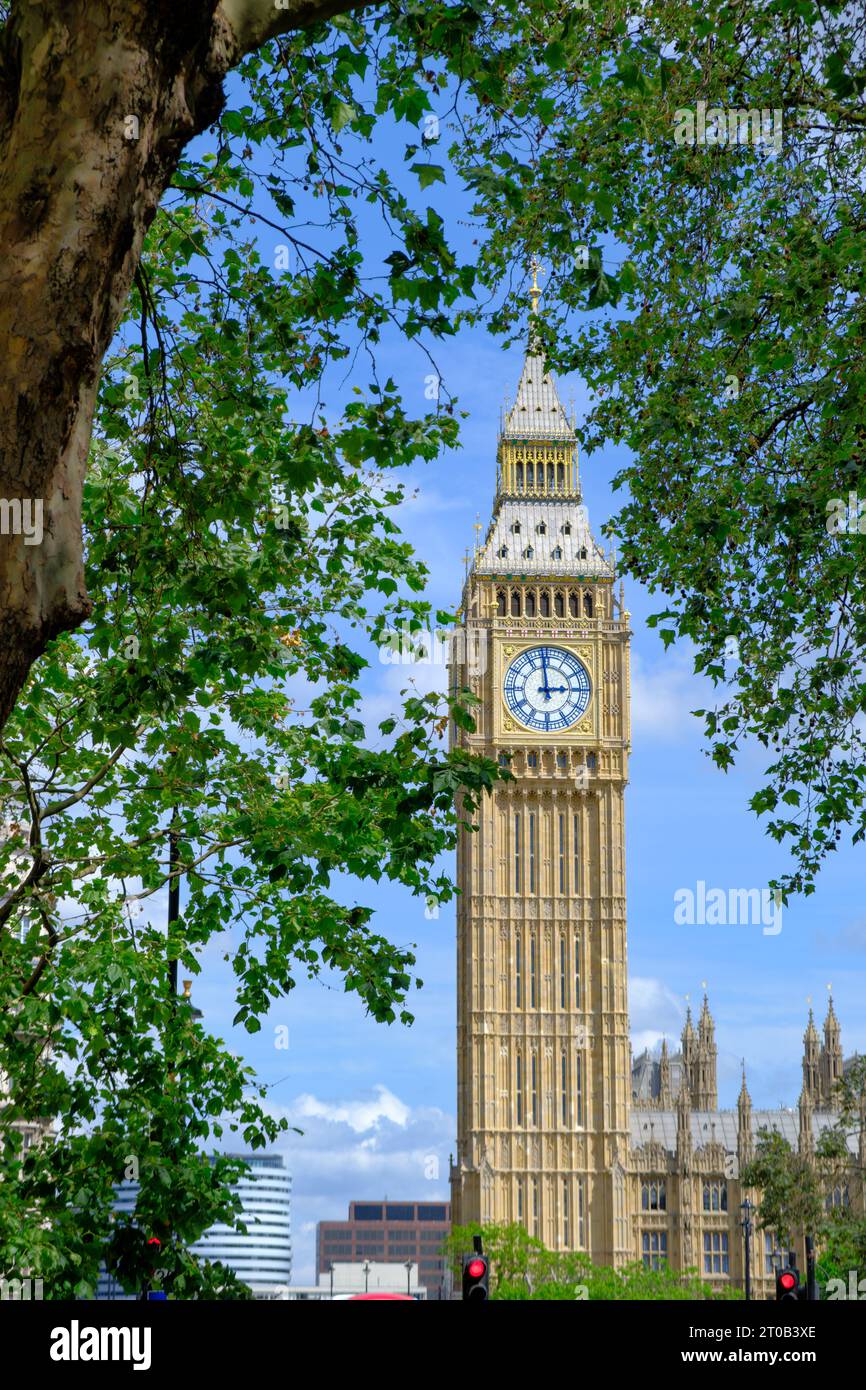 Big Ben clock on the Houses of Parliament behind tree branches