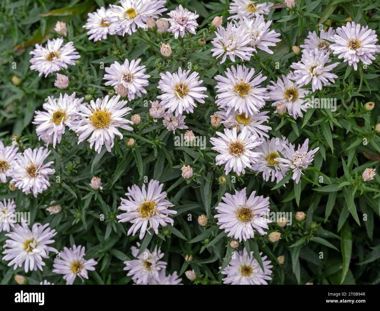 White Aster novi-belgii flowers, variety Kristina, in a garden Stock Photo
